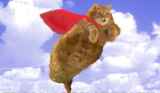 flying kitty